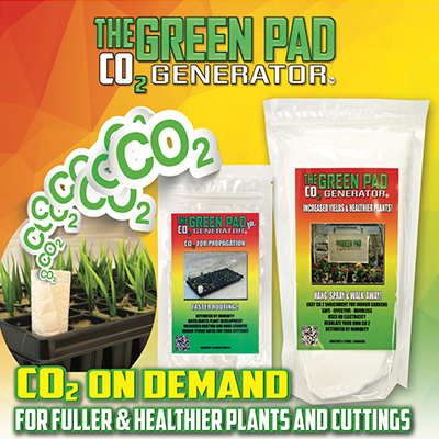 GREEN PAD GRAND DADDY -2 pack - Image 2